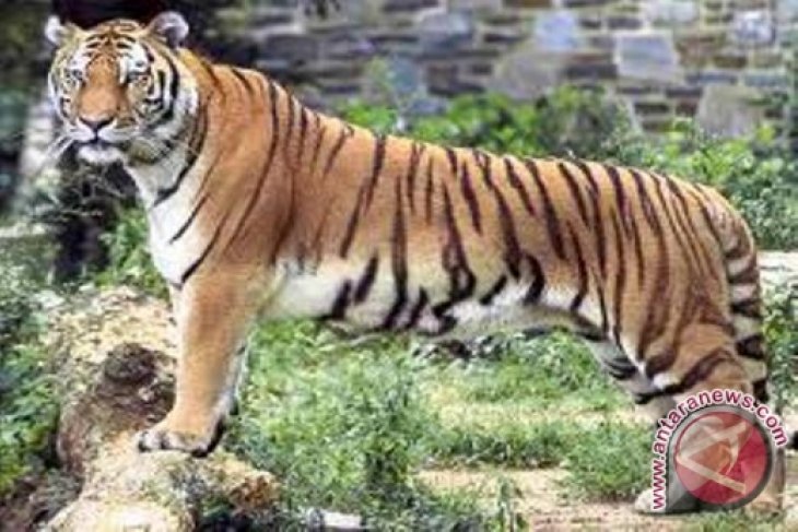 Warga diterkam harimau ketika menangkap burung