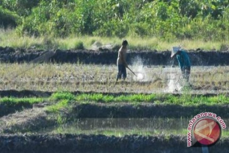 DPRD Minta Kejelasan Rencana Cetak Sawah Baru