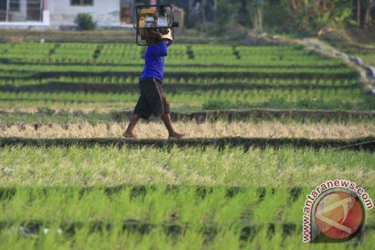 700 hektare sawah di Cirebon, Jabar gagal panen