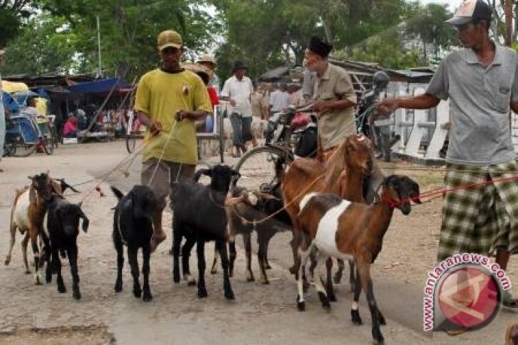 Hewan Kurban Se Kota Pontianak 609 Sapi Dan 470 Kambing Antara