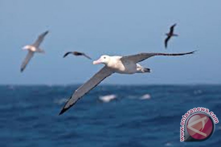 Komunitas Burung Pantai Indikator Pesisir Lestari Antara News