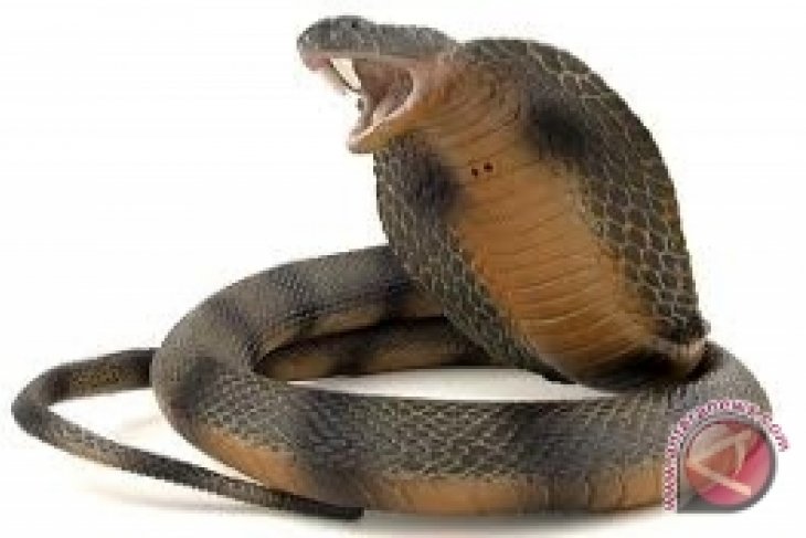 Ular Kobra Berkepala Tiga Muncul Di Pura Antara News Kalimantan