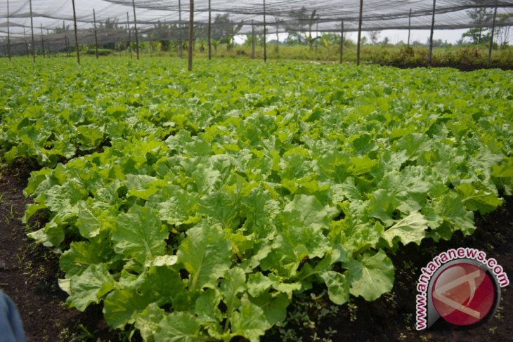 Inflasi di Kota Pontianak fluktuatif dalam empat bulan terakhir