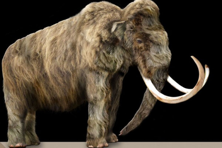 Kerangka mammoth terjual sekitar 550.000 euro di sebuah lelang