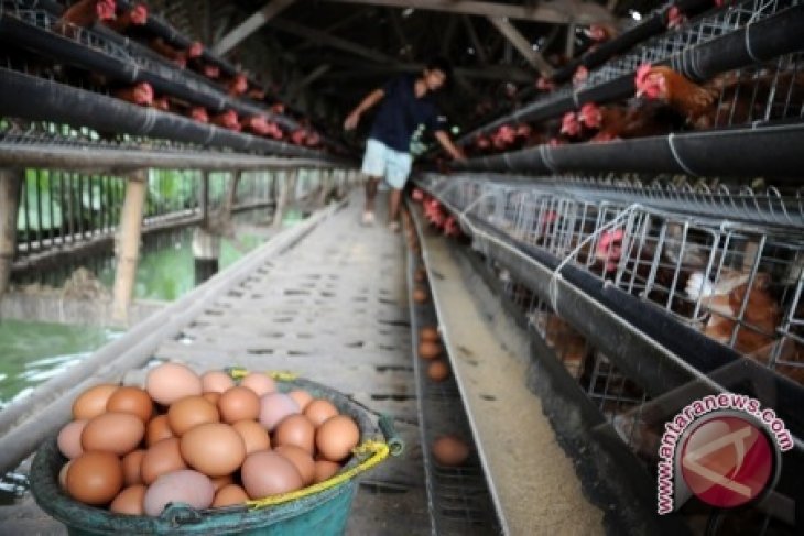 Peternak Pontianak Terancam Rugi Akibat Serbuan Telur Impor