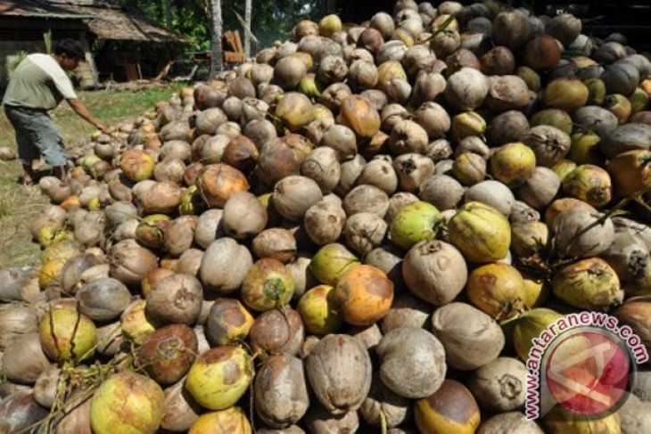 Padang Pariaman hasilkan 35,6 ribu ton kelapa