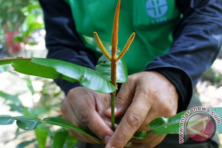 LIPI holds wildlife, wild plants survey training
