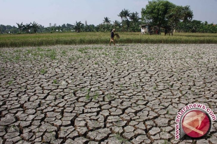 Ratusan Hektare Lahan Pertanian Puso Akibat Kekeringan