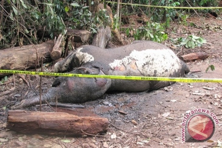 Seekor gajah Sumatera di Jambi ditemukan mati