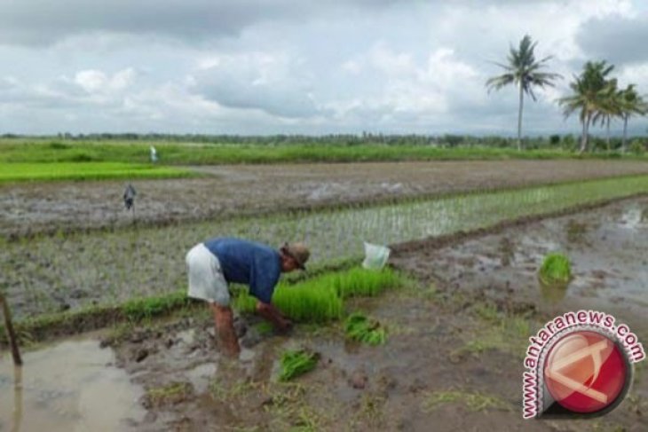 TNI Dan Petani Karawang Tanam Padi Serentak