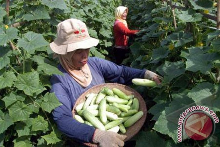 Masih ada10 ribu hektare lahan Karawang untuk palawija