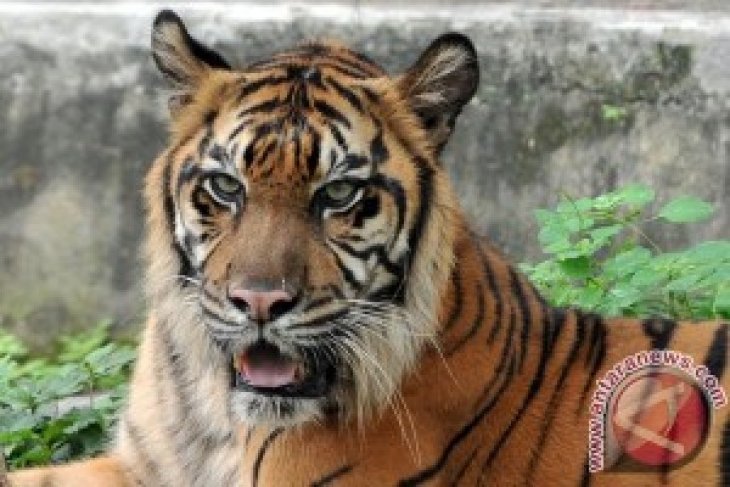 Harimau Sumatera Terancam Punah
