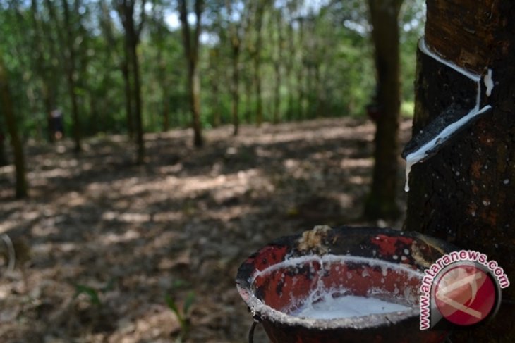 Warga Seluma resahkan beruang masuk kebun karet