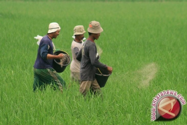Untan Ajak Petani Singkawang Gunakan Padi Cilosari Batan