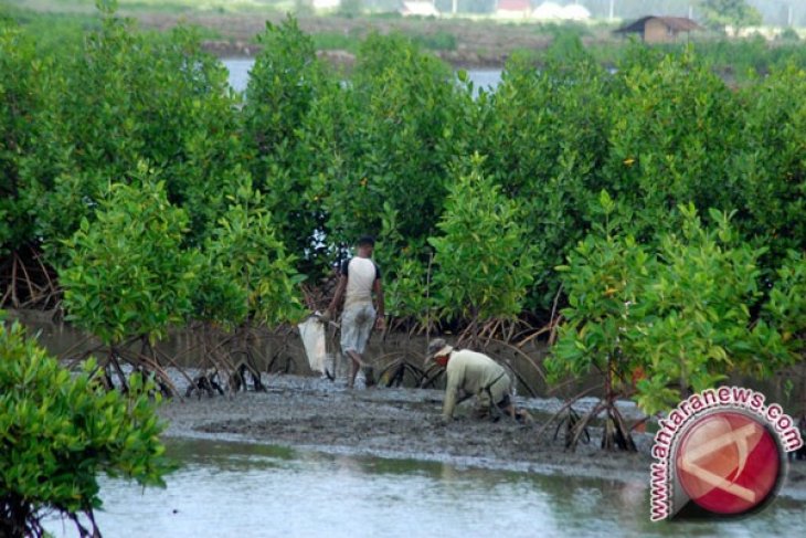 Wisata Mangrove Sedari Karawang Akan Dikembangkan Antara