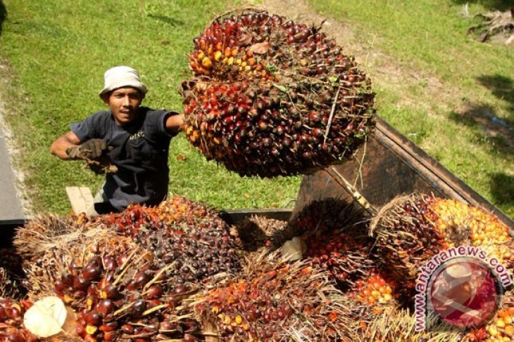 Hasil Sawit Habis Diongkos Petik-angkut