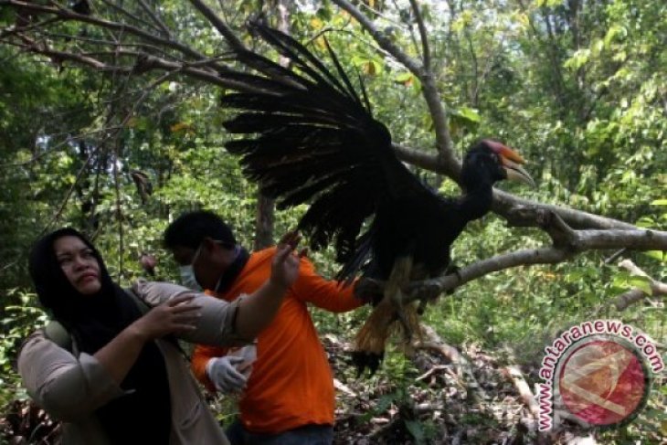 Lepasliarkan Burung Rangkong Badak Antara News Aceh