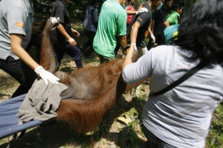 PEMINDAHAN ORANGUTAN