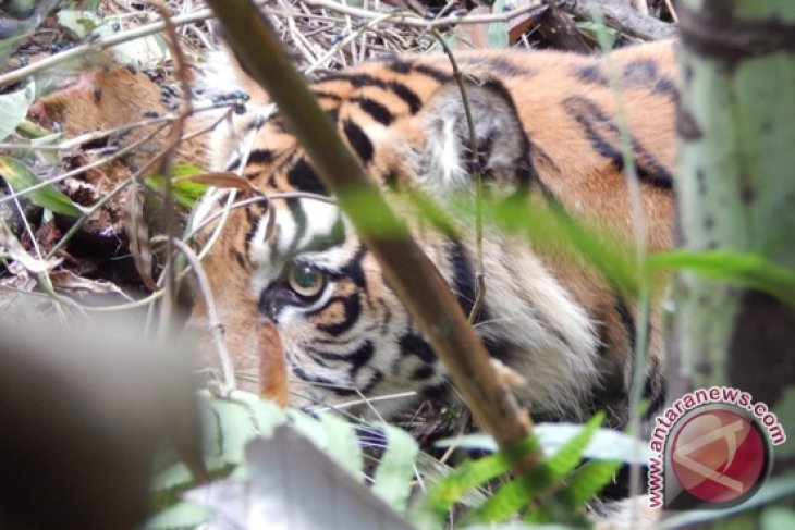 Kaki harimau terkena jerat akan diamputasi