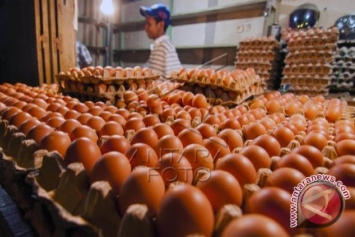 Harga telur ayam ras di Ambon bervariasi