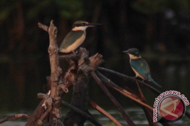 22++ Burung raja udang makan apa terupdate