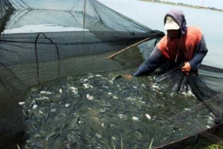Investasi perikanan di Lebak capai Rp98 miliar
