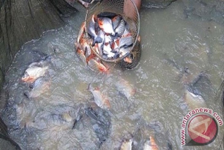 Produksi Ikan Air Tawar Babel Meningkat