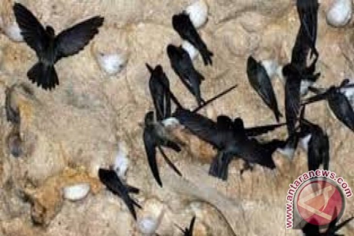 Legislator Minta Pemkab Gorontalo Utara Atur Regulasi Usaha Burung