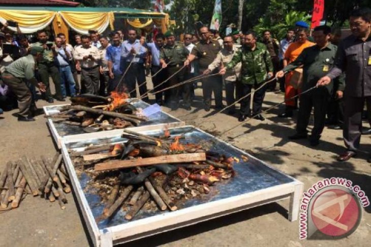 Bksda Kalbar Musnahkan Paruh Burung Enggang Sitaan Antara News