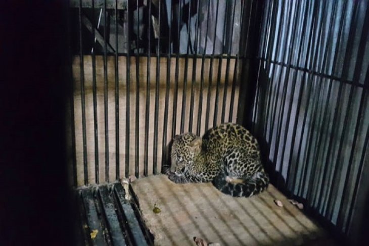 Petugas evakuasi macan tutul dari permukiman warga