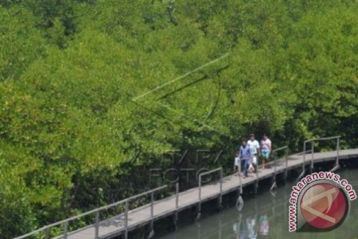 Nelayan Jember Kembangkan Ekowisata Mangrove Antara News