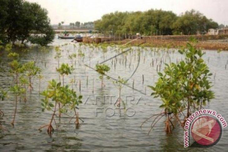 Waduh, Penyusutan Hutan Mangrove Setiap Tahun 1.000 Hektar