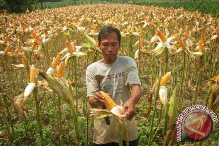 Kubu Raya Kembangkan Pertanian Jagung Dan Kedelai