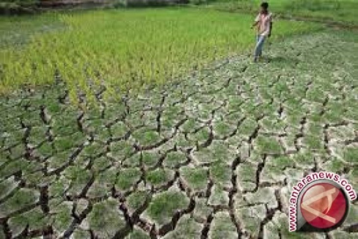 181 hektare sawah di Jambi terancam kekeringan