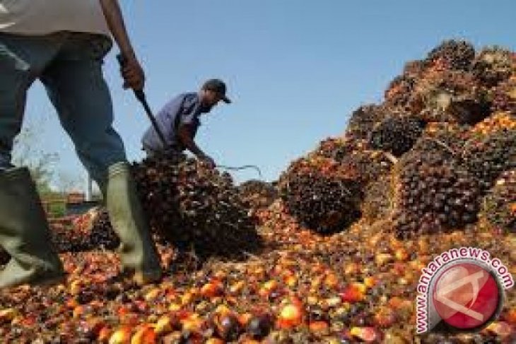 Harga CPO Jambi turun Rp319 per kilogram