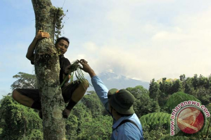 Beragam jenis anggrek  di  Gunung  Merapi  daya tarik wisata 