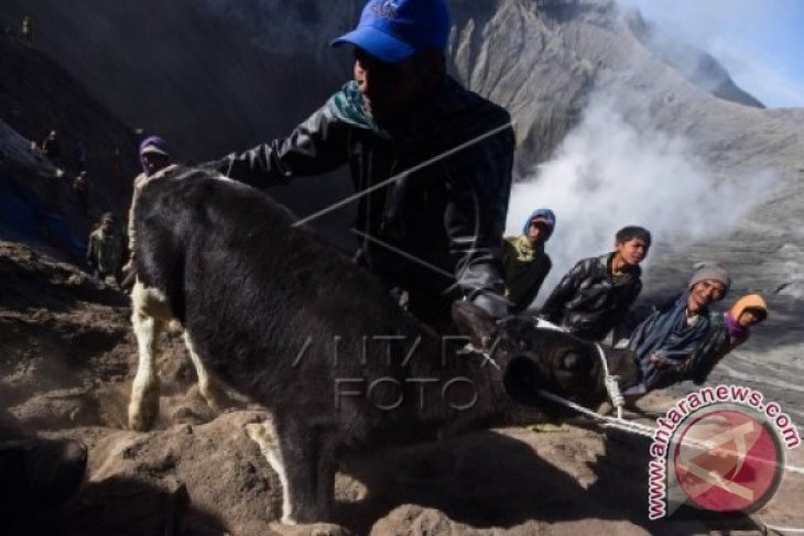 Suku Tengger Gelar Yadnya Kasada