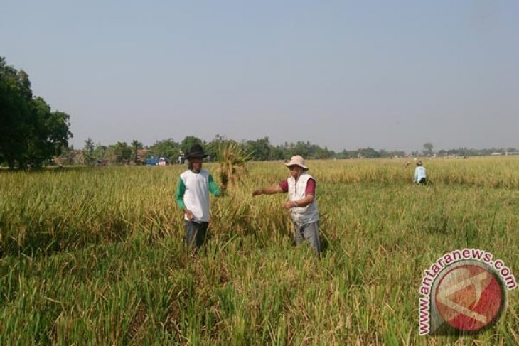 Gagal Panen, 300 Hektare Sawah Karawang Klaim Asuransi