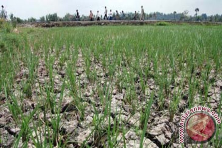 1.077 Hektare lahan sawah Batanghari alami kekeringan