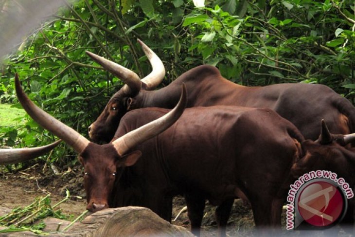Tradisi Adat Sapi-Sapian Di Banyuwangi