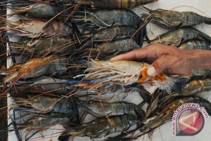 Sukabumi Kembangkan Budidaya Udang Galah Si Ratu