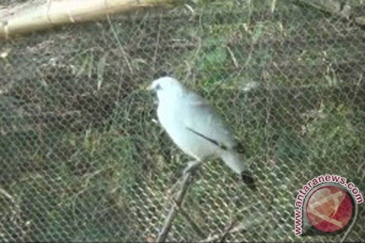 Berbagai Upaya Selamatkan Burung Jalak Bali Antara News Bali