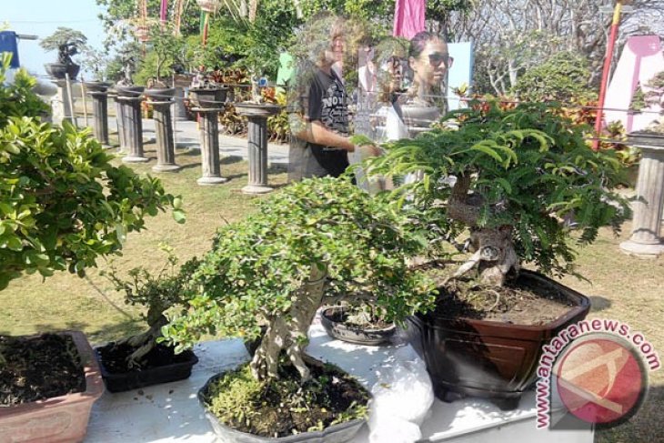 Bonsai Air Terjun Di Atas Batu Contoh Bonsai