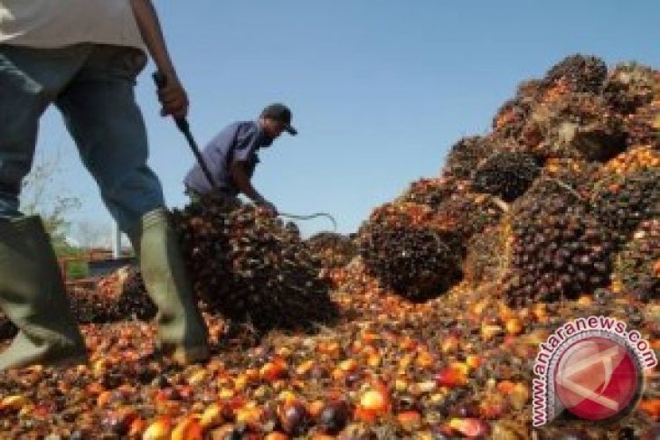 IPOP Dan Dampaknya Terhadap Industri Sawit Indonesia