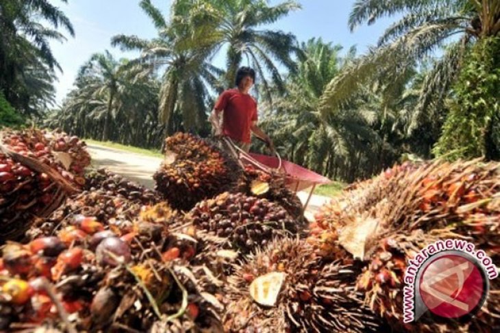 Harga CPO Jambi naik Rp284 per kilogram