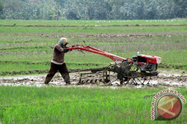 Petani Karawang Terbantu Adanya Asuransi Pertanian