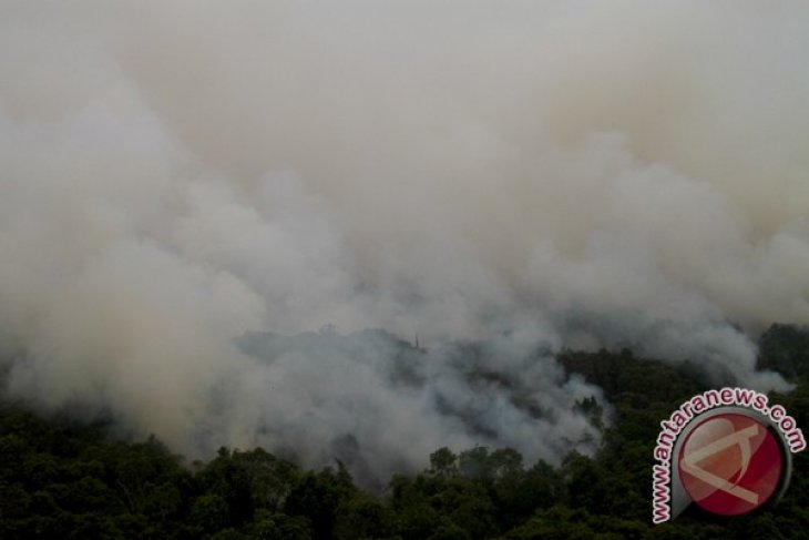 130 hektare kawasan hutan Bangka Tengah rusak terbakar