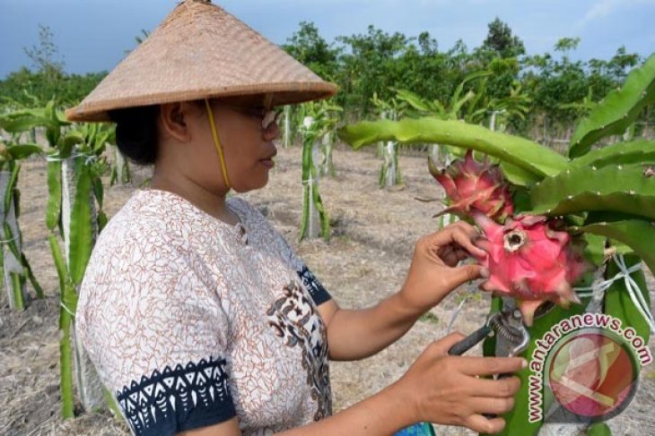 Petik Buah Naga