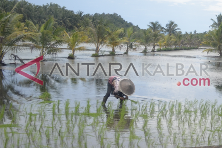 Petani Terentang Mulai Aplikasikan Peralatan Pertanian Modern