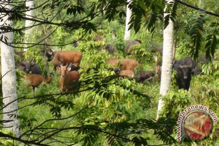 Taman Nasional Meru Betiri Miliki 60 Banteng Antara News